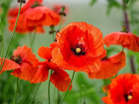 why is poppy kept in a metal box|11 facts about the poppy.